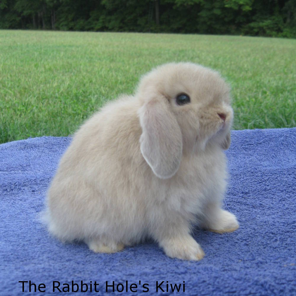 mini plush lop rabbit for sale near me